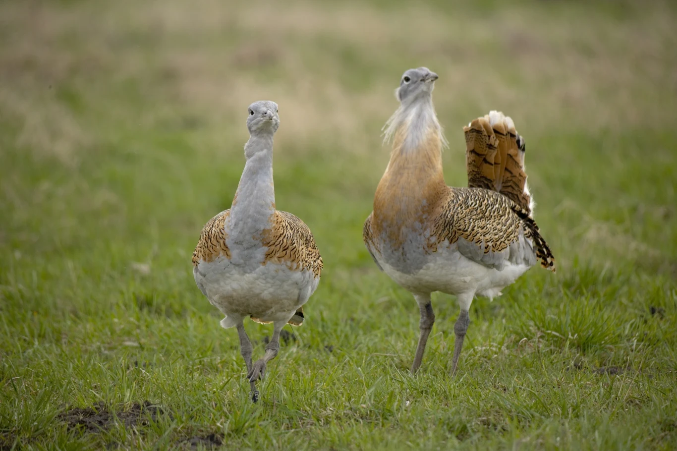 "Dropie mogą się znakomicie przydać rolnikom, usuwając niszczące uprawy owady i chwasty" "Dropie mogą się znakomicie przydać rolnikom, usuwając niszczące uprawy owady i chwasty"