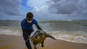 Sri Lanka: Na plażach pojawia się coraz więcej martwych zwierząt 