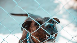 Pięciolatka została pogryziona przez psa, zdj. ilustracyjne 