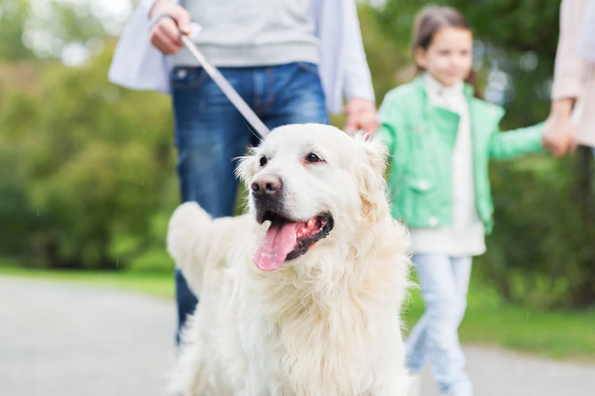 Dłuższe spacery z psem są dobrym wstępem do regularnej aktywności 