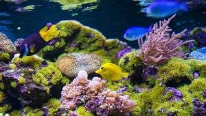 Wraz ze śmiercią koralowców zniknie połowa gatunków ryb