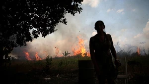 Amazonia znów płonie. Najwięcej pożarów od 14 lat