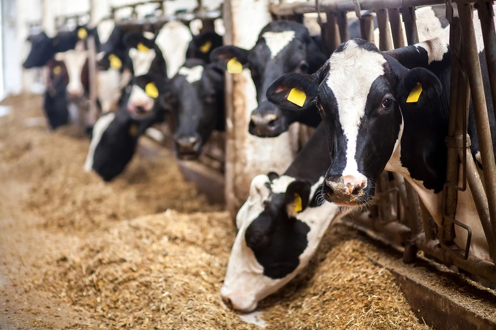 Ptasia grypa atakuje coraz więcej krów mlecznych w USA