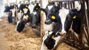 Ptasia grypa atakuje coraz więcej krów mlecznych w USA