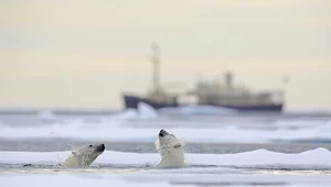 Za pół wieku w Norwegii i Rosji może już nie być niedźwiedzi polarnych