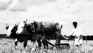 Chłop dla pana i plebana był wyłącznie tanią siłą roboczą