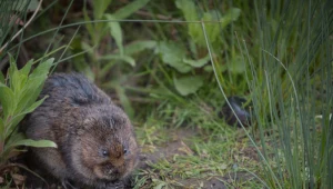 Karczownik już grasuje w ogrodzie. Odstraszysz go tym zapachem