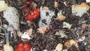 Ekologicznie: Kompostownik, czyli jak do końca wykorzystać odpadki?