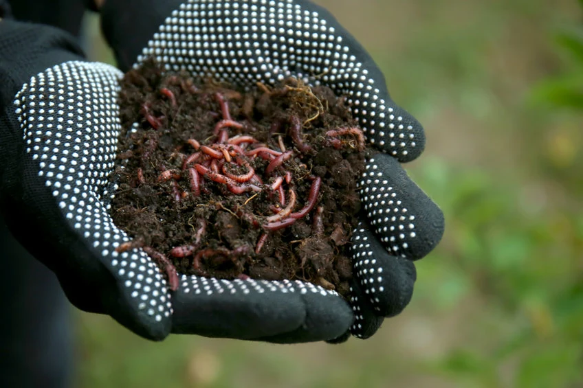 Dżdżownice przetworzą resztki roślin w biohumus