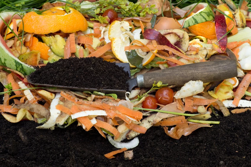 Warto zastosować specjalną grzybnię do kompostu