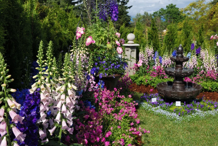 Naparstnica świetnie prezentuje się w ogrodach angielskich, romantycznych, wiejskich i rustykalnych
