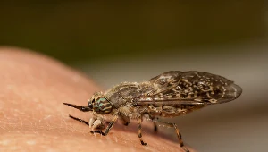 Ugryzienie bąka lub muchy końskiej charakteryzuje ból, szybko postępująca opuchlizna i gorąca, twarda skóra