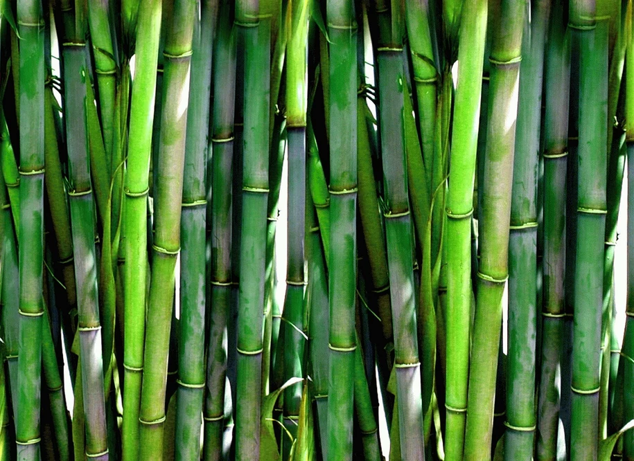 Naczynia jednorazowe ekologiczne z proszkowanym bambusem szkodzą. 