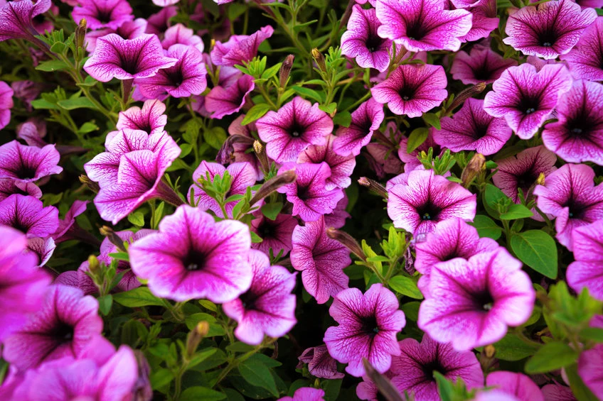 Petunie i pelargonie to często wybierane rośliny do ogrodu i na balkon