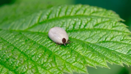 Nie stwarzaj w ogrodzie warunków dogodnych dla kleszczy