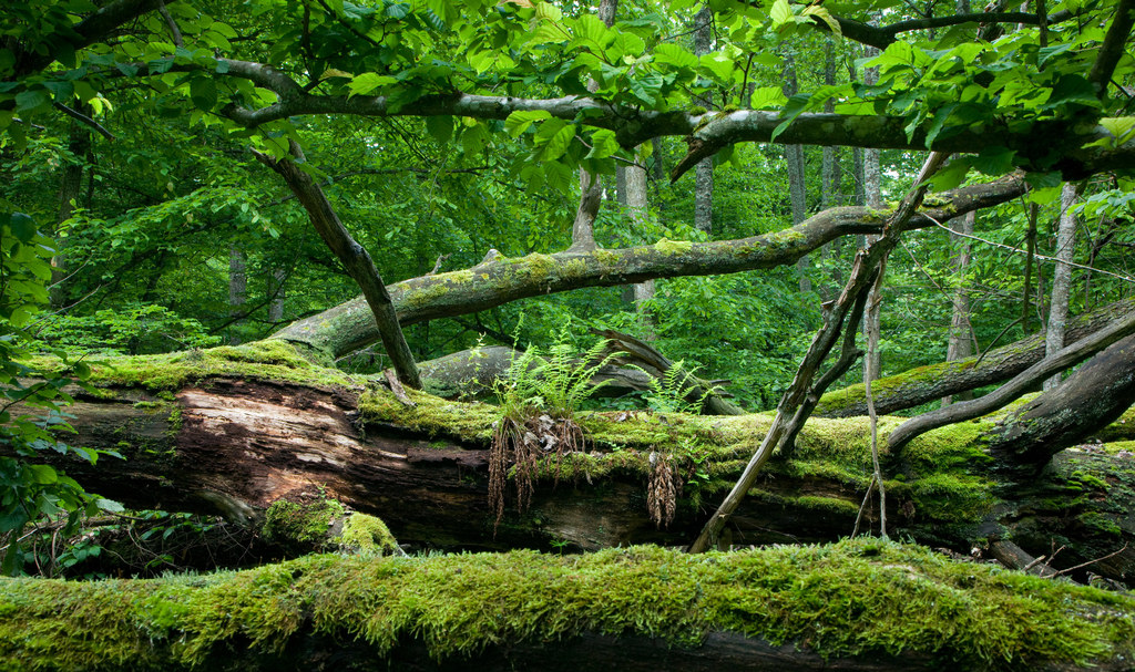 Puszcza Białowieska