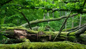 Puszcza Białowieska