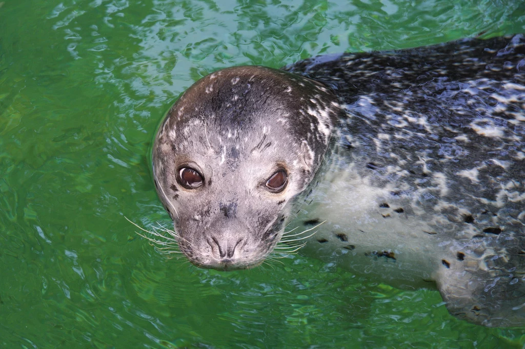 Zoo we Wrocławiu pełne jest niezwykłych zwierząt