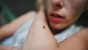 Dlaczego komary niektórych gryzą częściej niż innych? Naukowcy znają odpowiedź