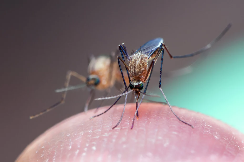 Latem narażeni jesteśmy na zwiększoną aktywność komarów