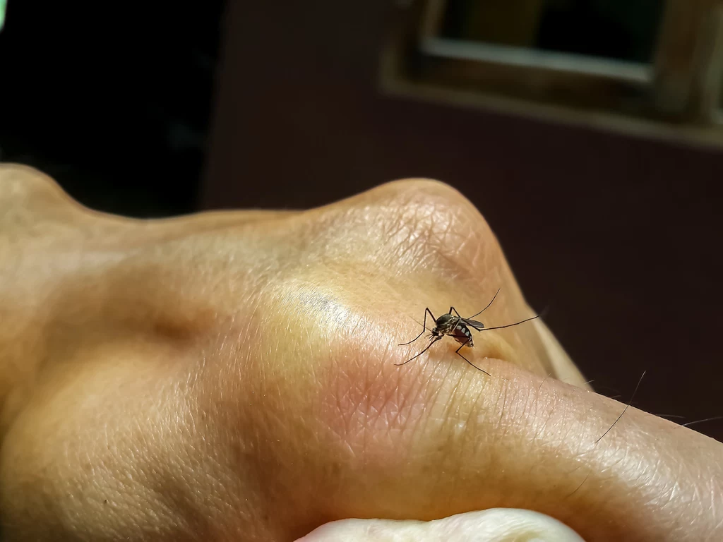 Komary typują swoje ofiary, kierując się zapachem