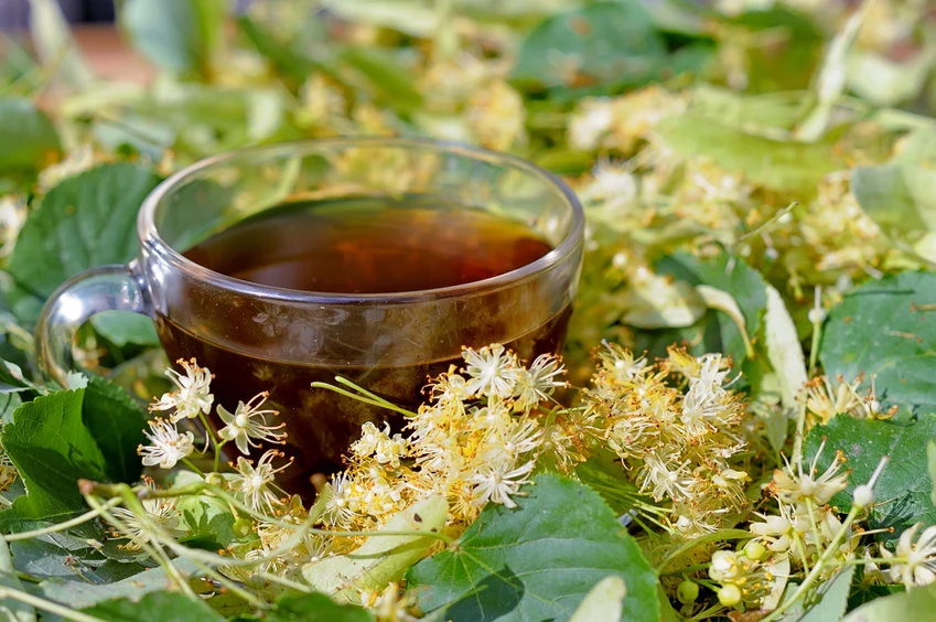 Herbata z lipy rozgrzeje i pomoże szybciej uporać się z przeziębieniem