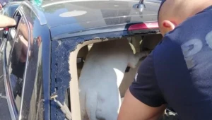 Policjanci uwolnili psa z rozgrzanego samochodu