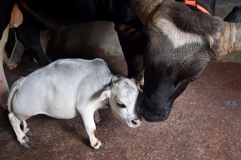 Rani, najmniejsza krowa świata Rani, najmniejsza krowa świata
