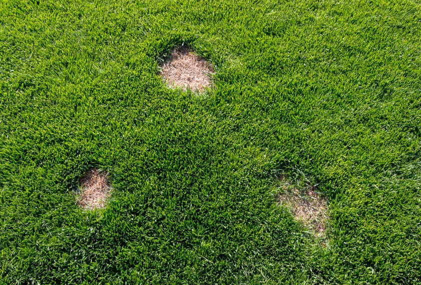 Łyse placki to częste zjawisko, jeśli popełniamy błędy w pielęgnacji trawnika — zwłaszcza podczas upalnych dni