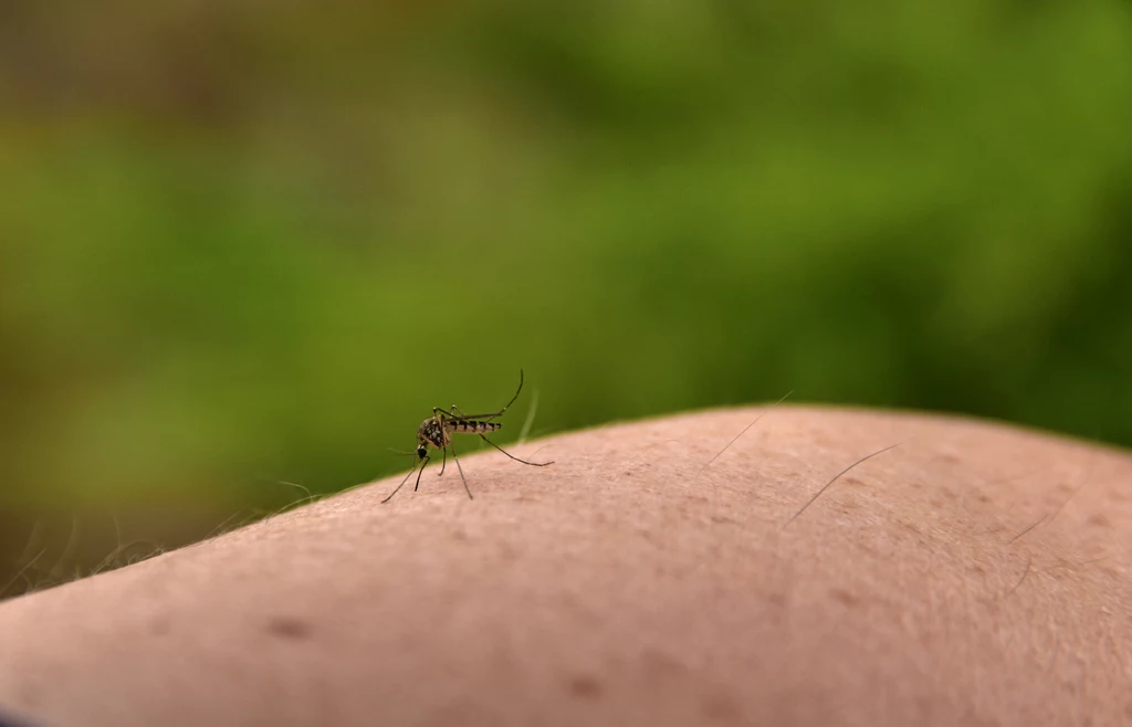Komar na ręce w trakcie ugryzienia