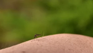 Kryzys klimatyczny: Malaria i denga może zagrozić 8 mld ludzi