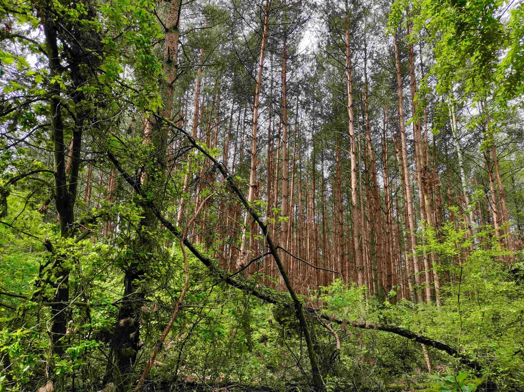 Podłódzkie lasy w okolicach rzeki Ner (zdjęcie ilustracyjne).