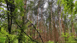 Więcej deszczu dzięki przywracaniu terenów leśnych 