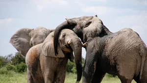 Zakaz trzymania słoni w Zoo? Są takie plany