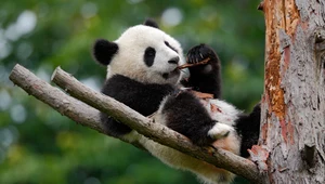 ​Chiny: Pandy wielkie nie są zagrożone wyginięciem