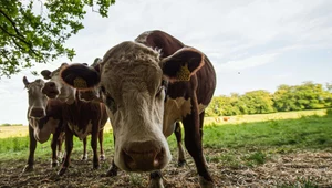 Naukowcy: Krowy mogą nas uratować przed zalewem plastiku