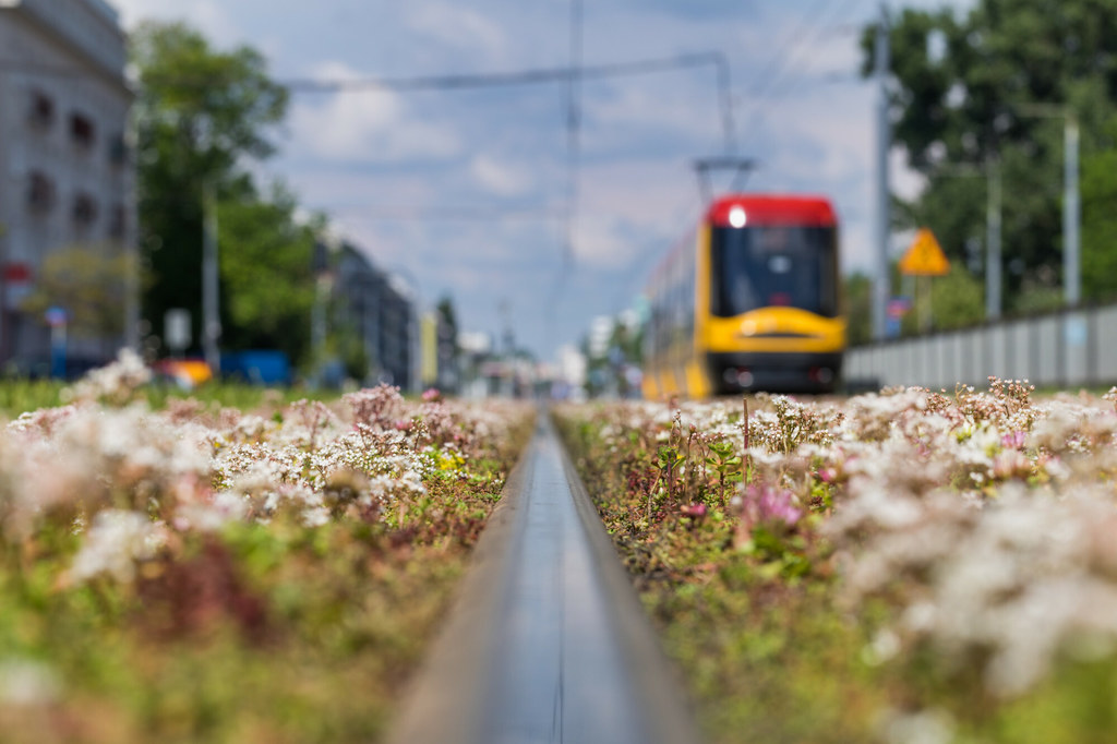 W wielu miastach można dziś za darmo podróżować komunikacją miejską 