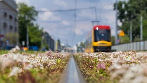 W wielu miastach można dziś za darmo podróżować komunikacją miejską 