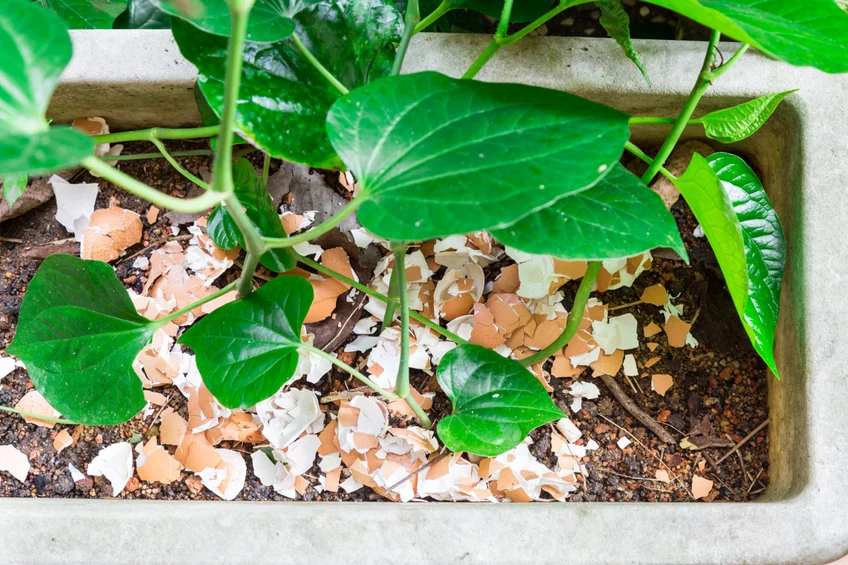 Skorupki jaj to prosty i skuteczny sposób na ślimaki w ogrodzie Skorupki jaj to prosty i skuteczny sposób na ślimaki w ogrodzie