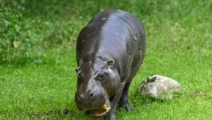 Hipopotamy mają nowy wybieg