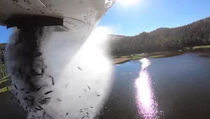 Zarybili 200 jezior zrzucając zwierzęta z samolotu