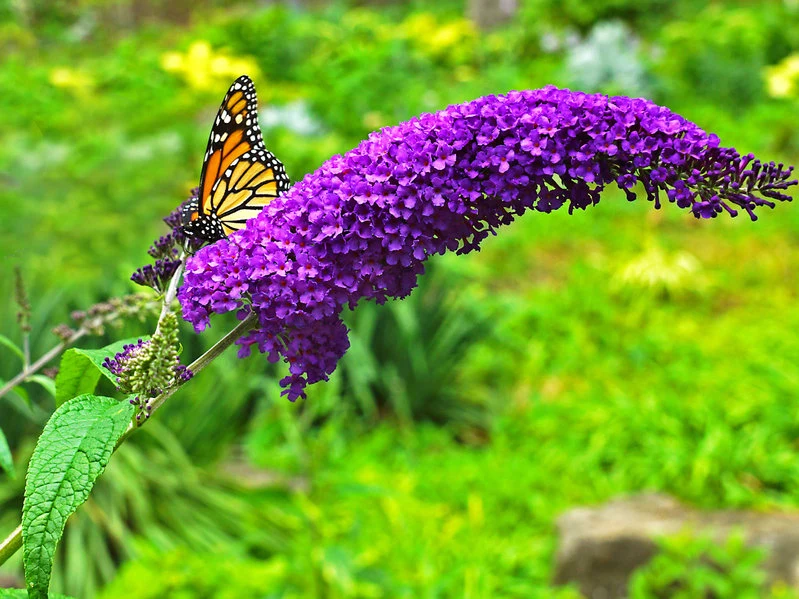 Budleja Dawida jest prawdziwym wabikiem na motyle!