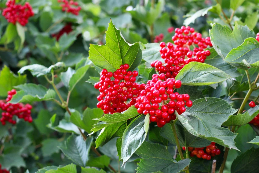Kalina koralowa nie tylko obficie kwitnie, ale także pokrywa się owocami