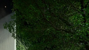 W lobby Generation Park Y powstała 15-metrowa zielona ściana