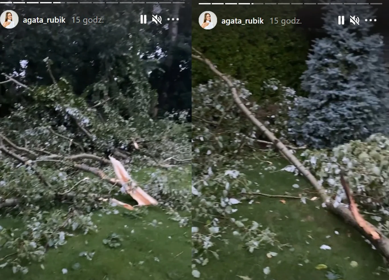 Na posesji Rubików zawaliły się dwa drzewa Na posesji Rubików zawaliły się dwa drzewa