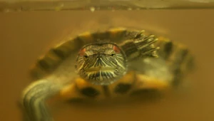Inwazyjne żółwie w polskich wodach. Groźne dla zwierząt i ludzi 