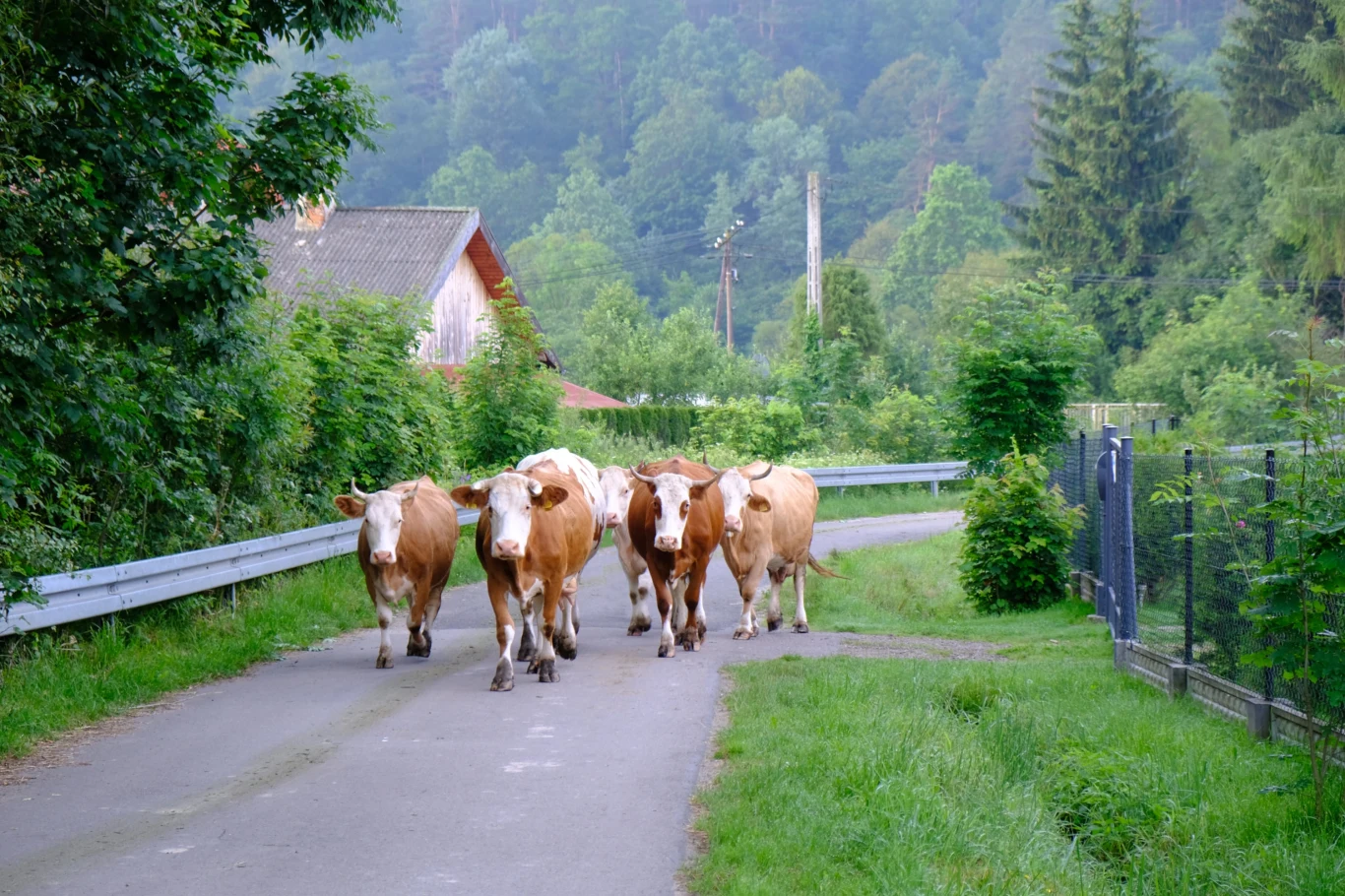 Beskid Niski to wciąż dziewicze miejsce Beskid Niski to wciąż dziewicze miejsce