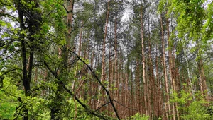 Badanie ujawniło skuteczność ochrony lasów na całym świecie