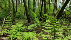 UE chce zasadzić 3 mld drzew w ramach strategii leśnej 