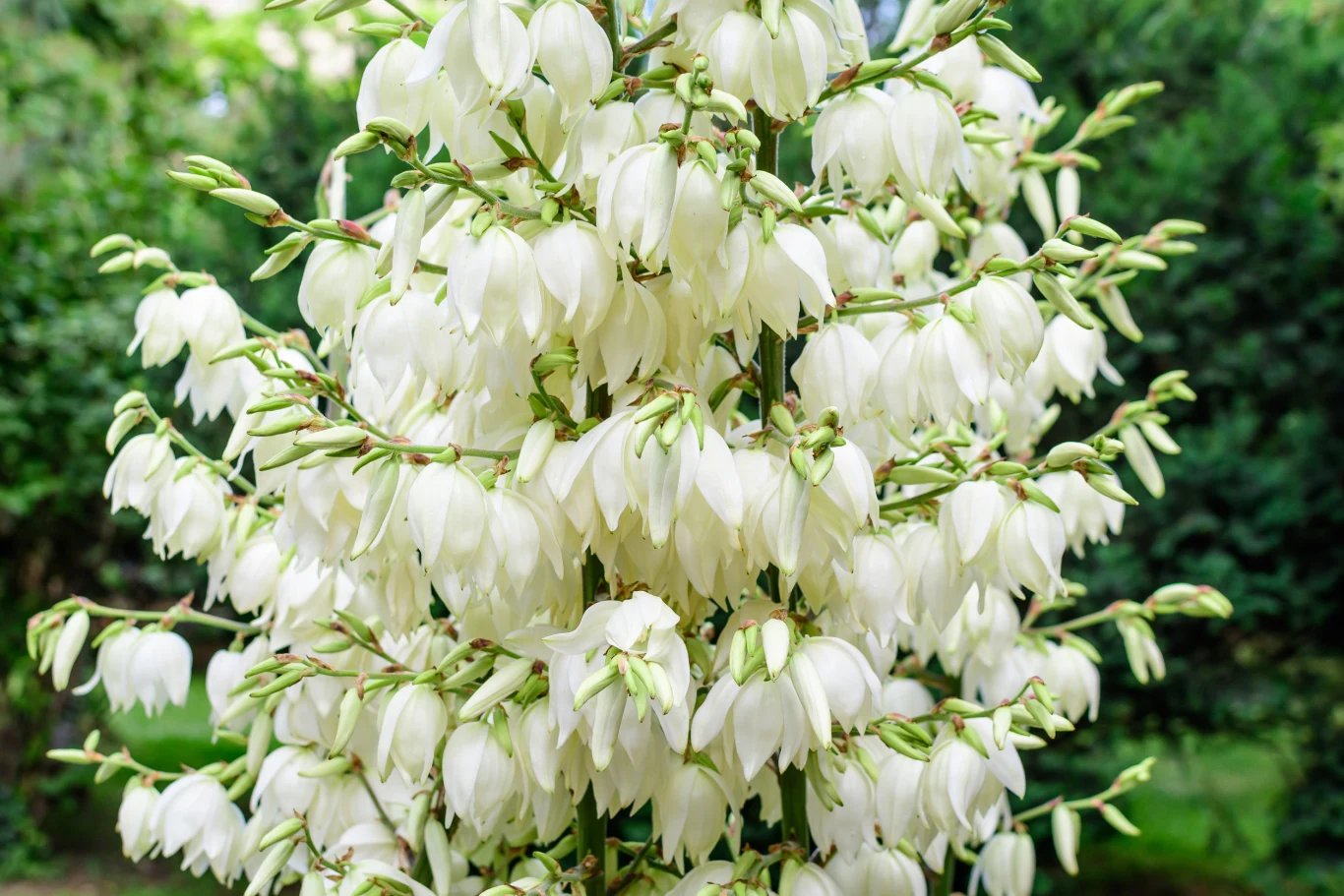 Juka pięknie prezentuje się w ogrodzie, gdy kwitnie